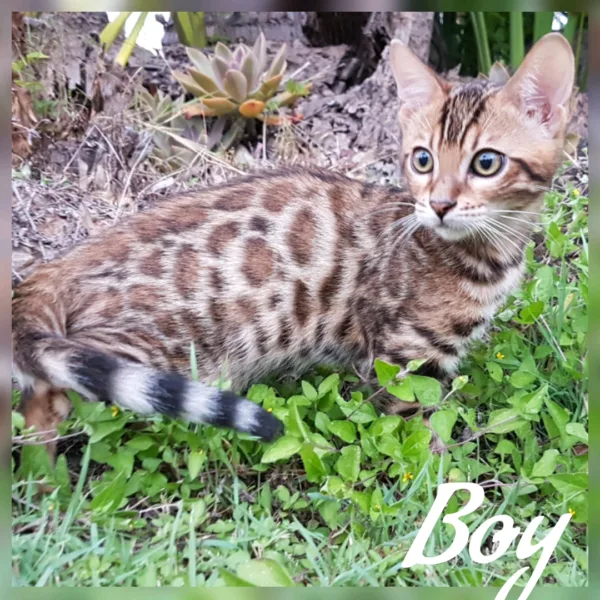 Purebred bengal kittens ready to go