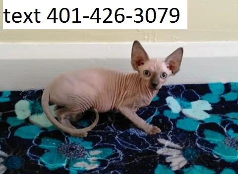 Sfdr sphynx caring kittens m/f home kits