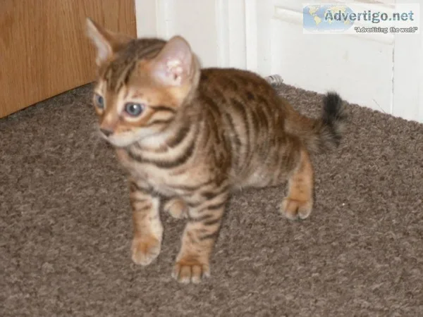Bengal kitten available 