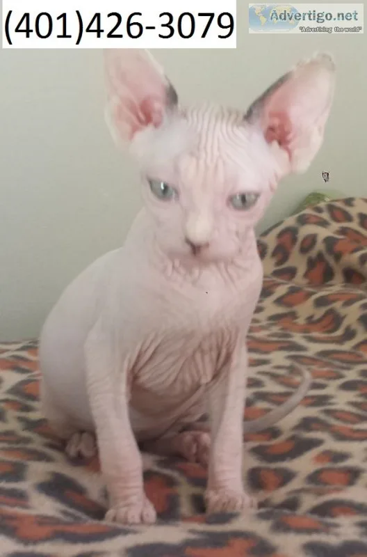 Kfgfr sphynx joyful kittens