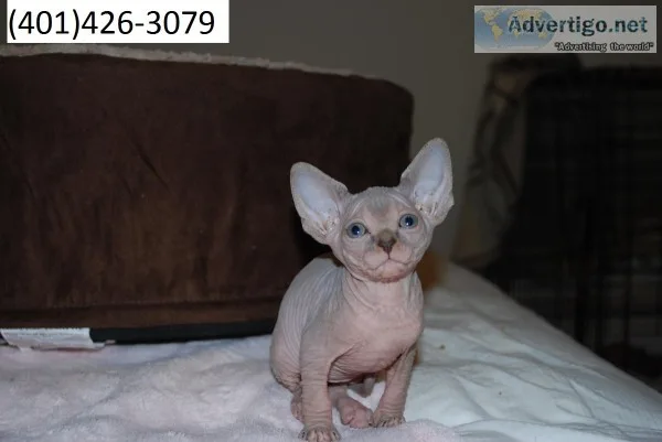 Mfghtg sphynx kittens unique m/f