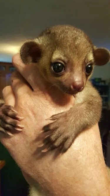 Kinkajou