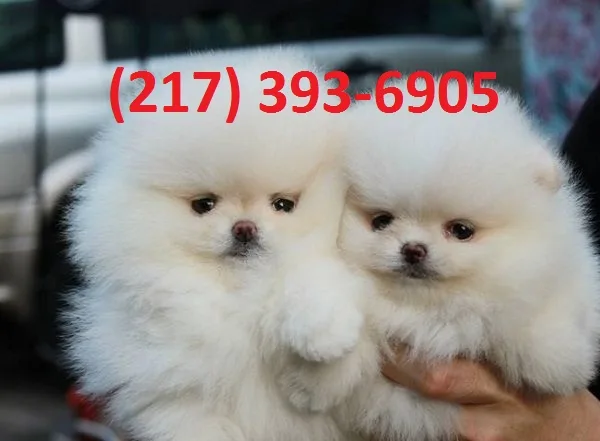  quality registered pomeranian