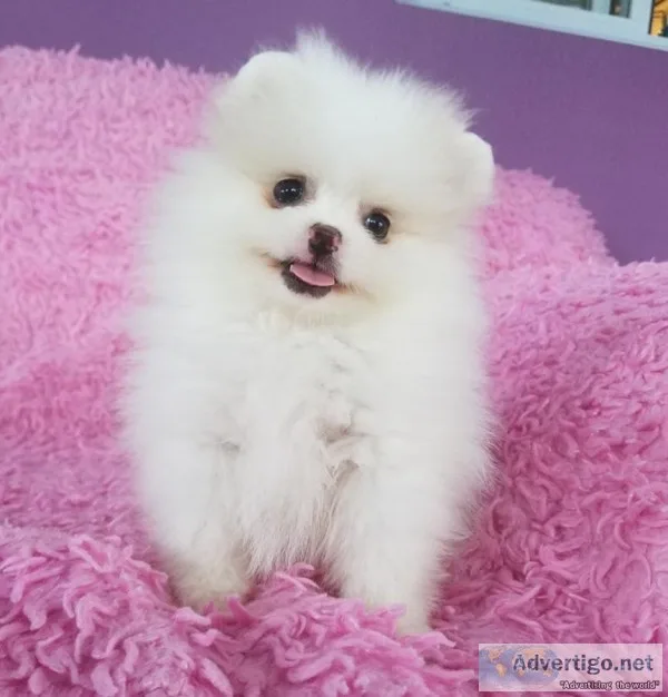 Priceless white pomeranian puppy for ado