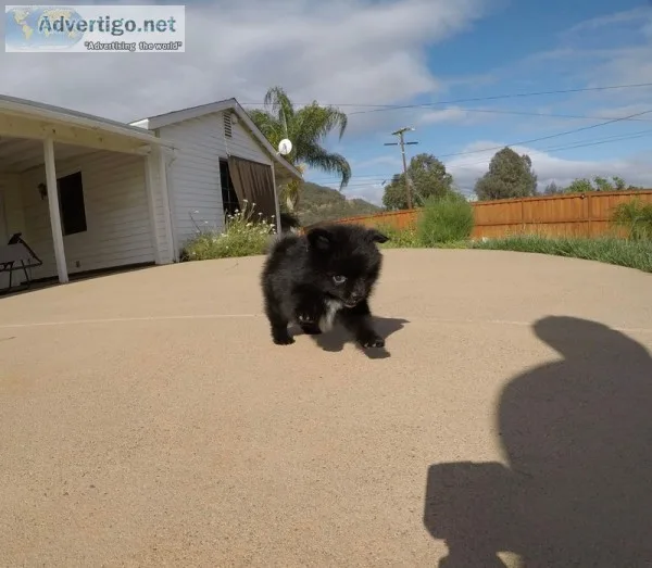 Precious pomeranian for sale