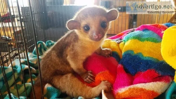 Kinkajou