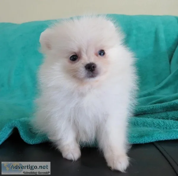  quality registered pomeranian