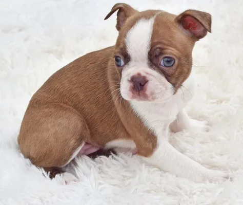 Wqrte boston terrier to go