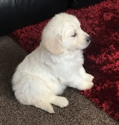  english cream golden retriever 