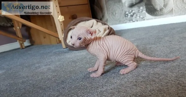 Adorable sphynx kittens looking for hom