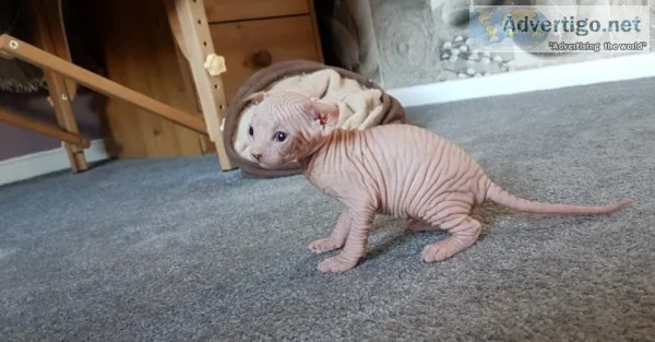 Adorable sphynx kittens looking for hom