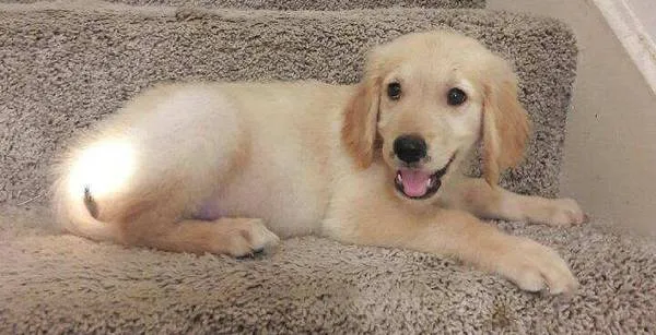 Friendly golden retriever puppies 