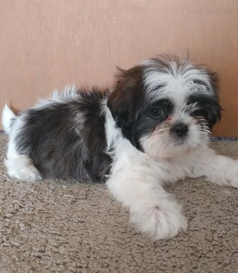 Jkgukf shih tzu puppies to go