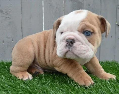 Hdykjf english bulldog available