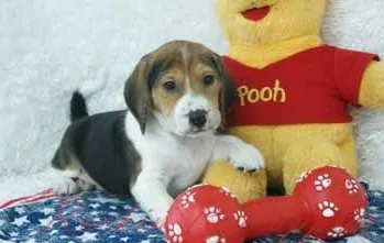 Degtggtyj beagle fo a new home