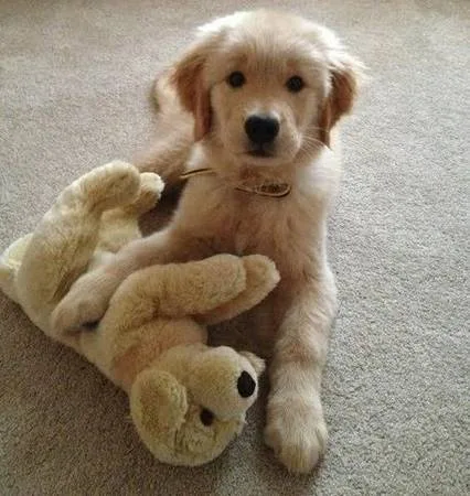 Friendly golden retriever puppies 