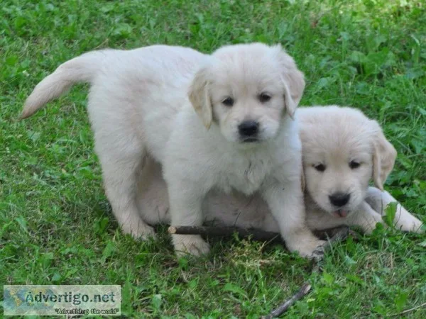 Adorable golden retriever puppies