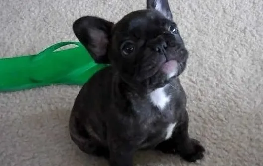 Iugkuy french bulldog ready
