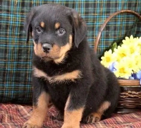 Hngfyjdt rottweiler ready for a lovely h