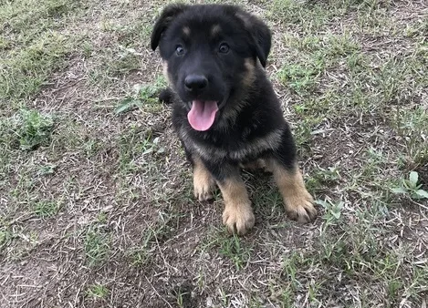 Kjgujty german shepherd available