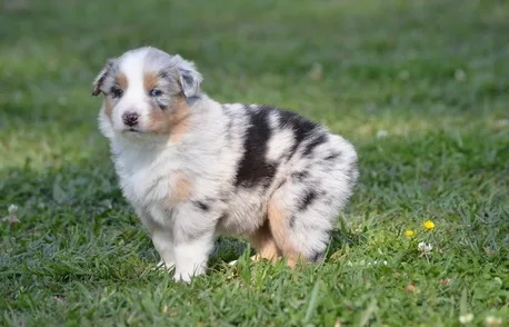 Lkjhukfu australian shepherd puppies ava