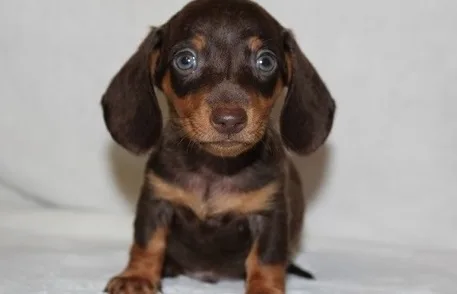 Sdeggbfg miniature dachshund available