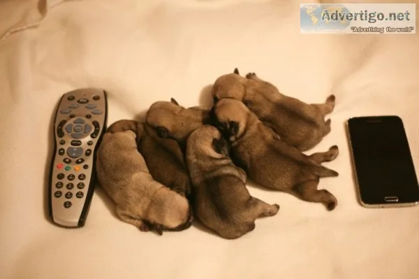 ( both pug puppies male and female ready