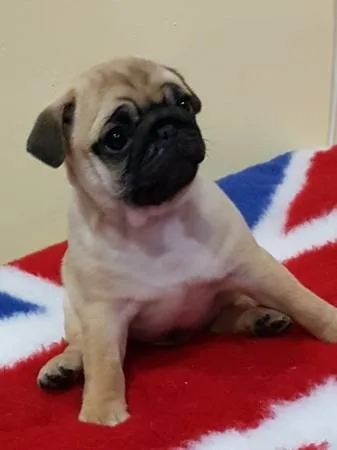 ( both pug puppies male and female ready