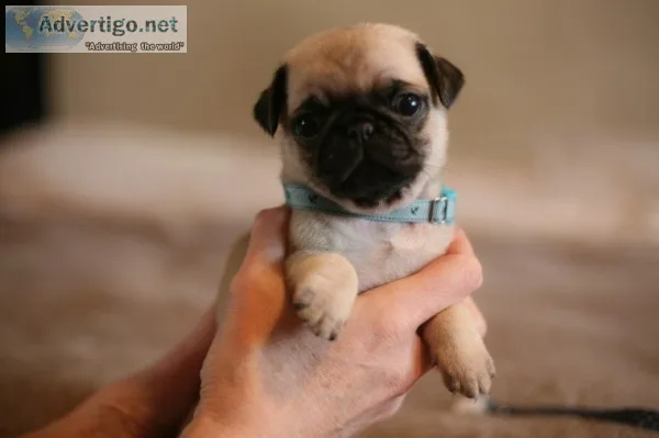 ( both pug puppies male and female ready