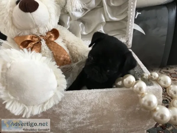 ( both pug puppies male and female ready