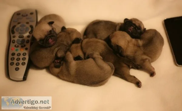 ( both pug puppies male and female ready