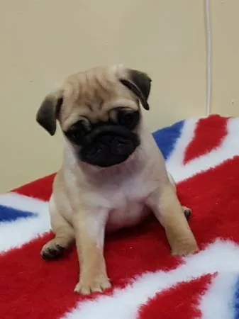 ( both pug puppies male and female ready