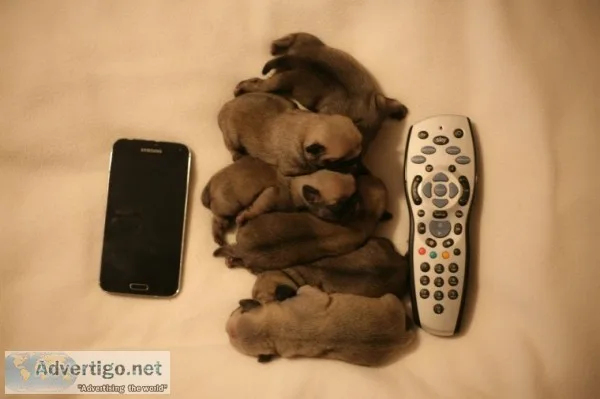 ( both pug puppies male and female ready