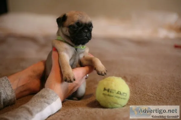 ( both pug puppies male and female ready