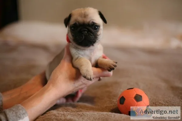 ( both pug puppies male and female ready