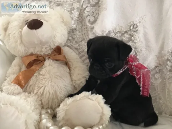 ( both pug puppies male and female ready