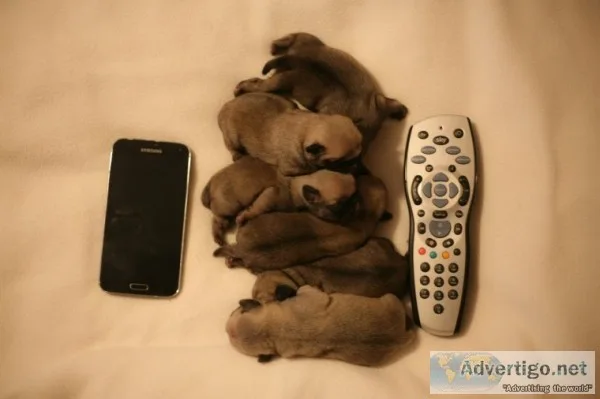 ( both pug puppies male and female ready