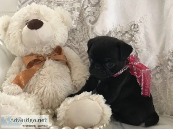 ( both pug puppies male and female ready