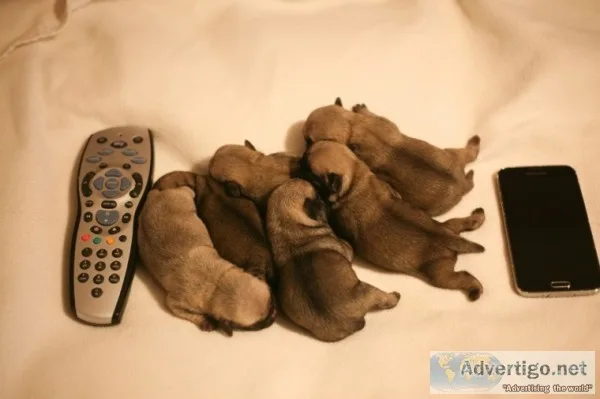 ( both pug puppies male and female ready