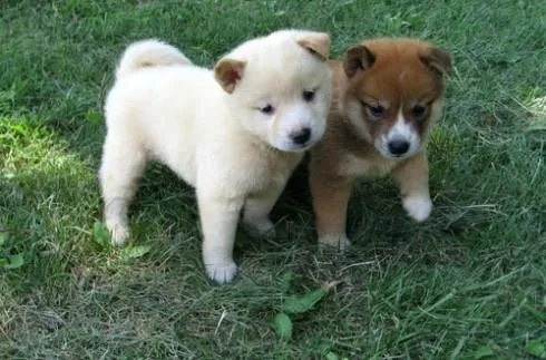 Ere tiolove 2 lovely shiba inu puppies 