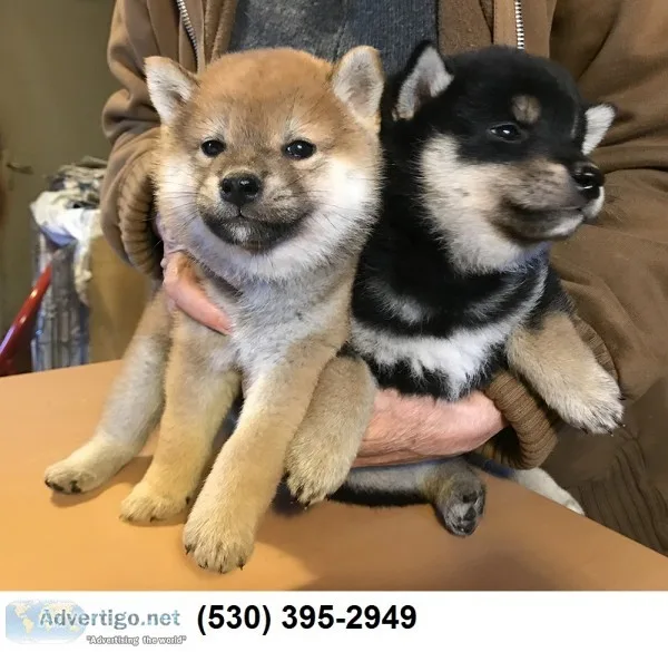 Sdsfnate two lovely shiba inu puppies 