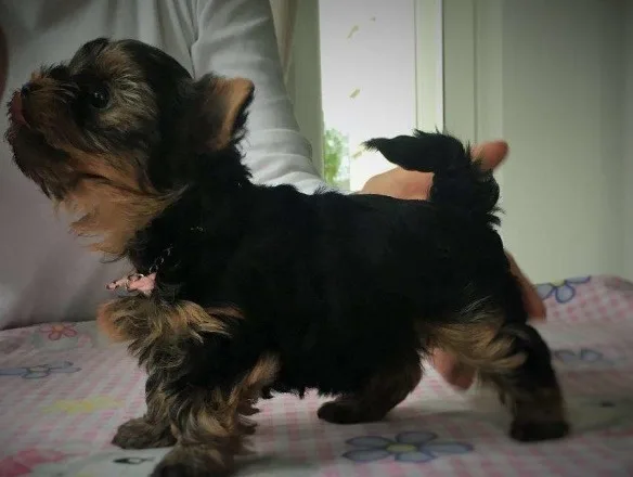Teecup yorkie puppies for sale 