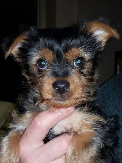 Teecup yorkie puppies for sale 