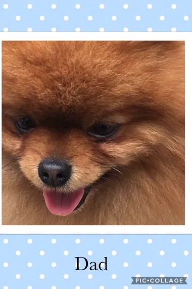 Akc registered female pomeranian */*/*/
