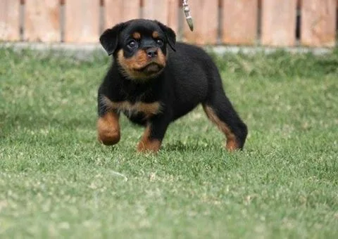 Beautiful rottweiler puppies for your ho