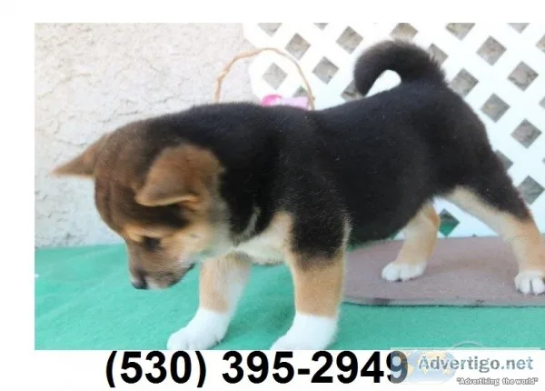 F beautiful loving two shiba inu puppies