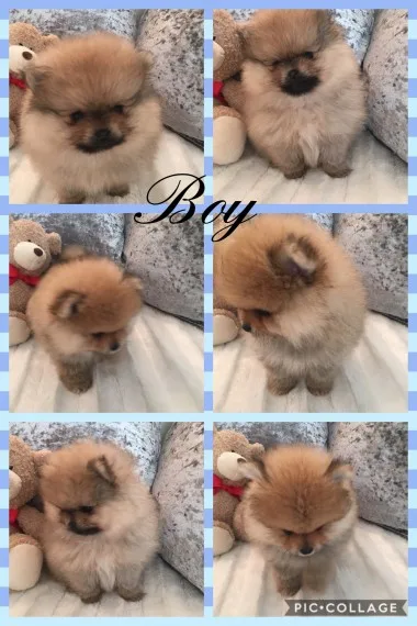 Amazing little pomeranian puppy 