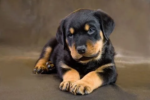  cute and adorable rottweiler puppies fo