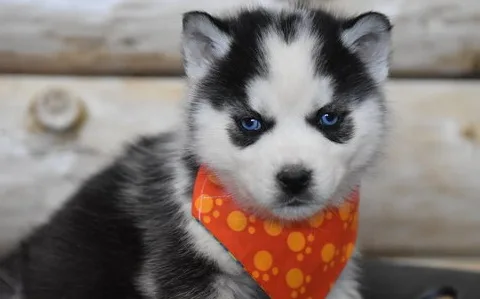 Siberian husky