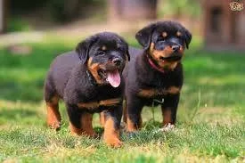 Two rottweiler puppies